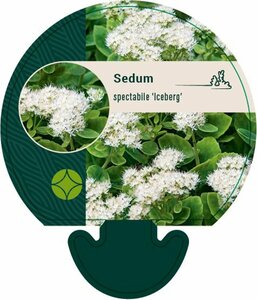 Sedum spectabile 'Iceberg' P9