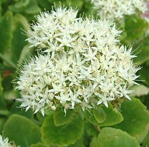 Sedum spectabile 'Iceberg' P9