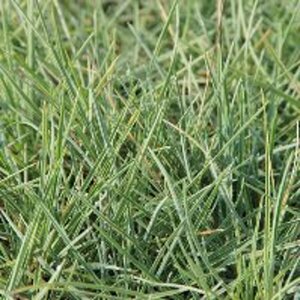 Sesleria nitida P9