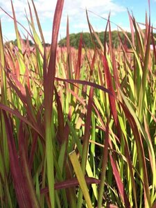 Imperata cylindrica 'Red Baron' C1.5 - afbeelding 2