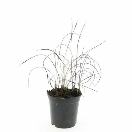 Imperata cylindrica 'Red Baron' C1.5 - afbeelding 18