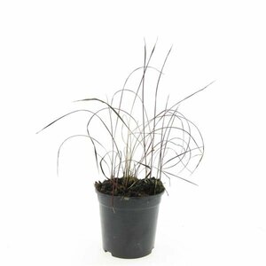 Imperata cylindrica 'Red Baron' C1.5 - afbeelding 18