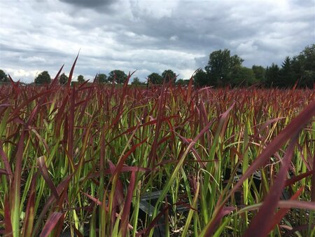Imperata cylindrica 'Red Baron' C1.5 - afbeelding 19