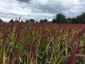Imperata cylindrica 'Red Baron' C1.5 - afbeelding 19