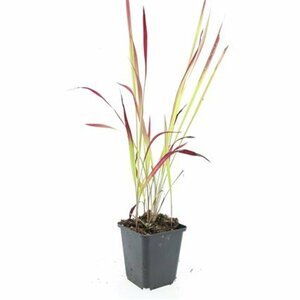 Imperata cylindrica 'Red Baron' C1.5 - afbeelding 7