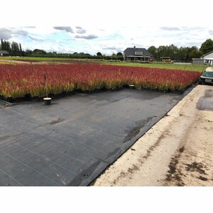 Imperata cylindrica 'Red Baron' C1.5 - afbeelding 11