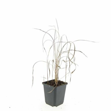 Imperata cylindrica 'Red Baron' C1.5 - afbeelding 6