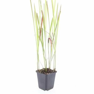 Imperata cylindrica 'Red Baron' C1.5 - afbeelding 5