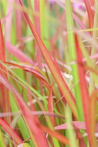 Imperata cylindrica 'Red Baron' C1.5 - afbeelding 12