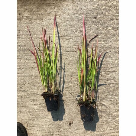 Imperata cylindrica 'Red Baron' C1.5 - afbeelding 10