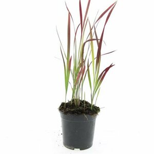 Imperata cylindrica 'Red Baron' C1.5 - afbeelding 16