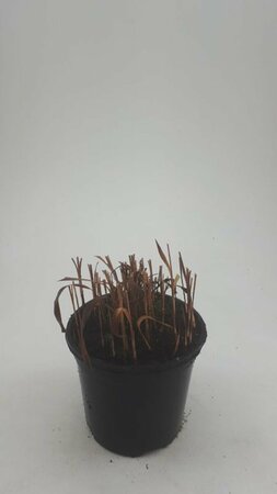 Imperata cylindrica 'Red Baron' C1.5 - afbeelding 14