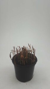 Imperata cylindrica 'Red Baron' C1.5 - afbeelding 14