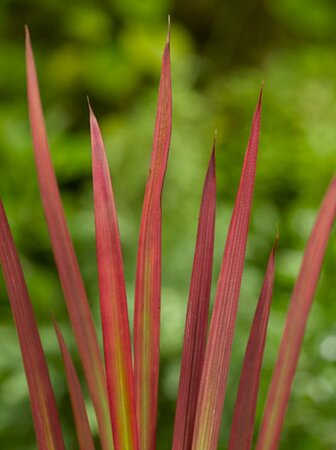 Imperata cylindrica 'Red Baron' C1.5 - afbeelding 9