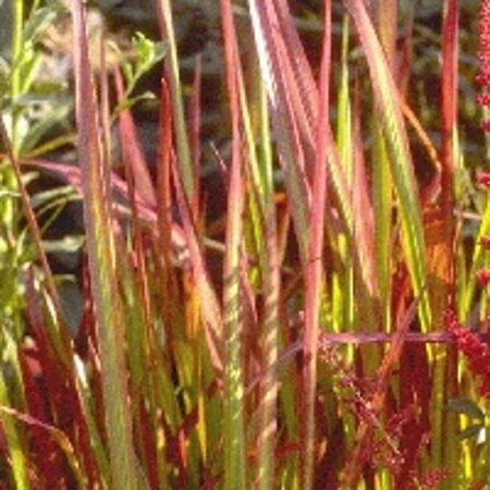 Imperata cylindrica 'Red Baron' C1.5 - afbeelding 8