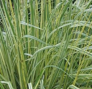 Molinia caerulea 'Variegata' C1.5 - afbeelding 2
