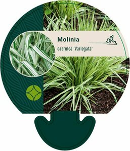 Molinia caerulea 'Variegata' C1.5