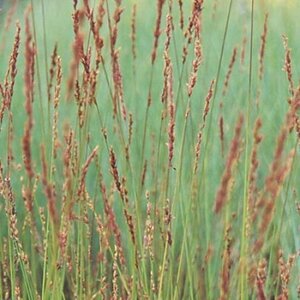 Molinia caerulea 'Edith Dudszus' C2 - afbeelding 2