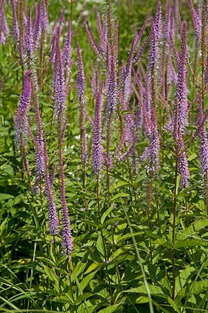Veronicastrum virginicum 'Adoration' P9 - afbeelding 2