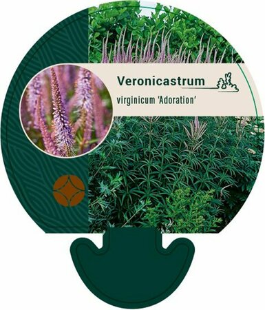 Veronicastrum virginicum 'Adoration' P9 - afbeelding 1