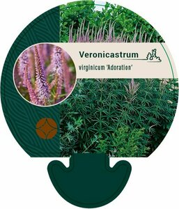 Veronicastrum virginicum 'Adoration' P9 - afbeelding 1
