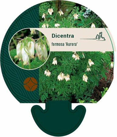 Dicentra formosa 'Aurora' P9