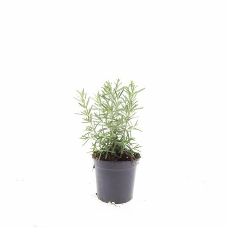 Rosmarinus officinalis C2 - afbeelding 13