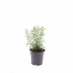 Rosmarinus officinalis C2 - afbeelding 13