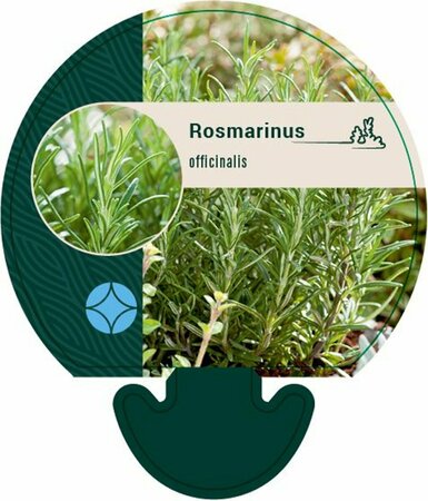 Rosmarinus officinalis C2 - afbeelding 8