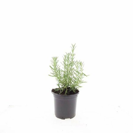 Rosmarinus officinalis C2 - afbeelding 5