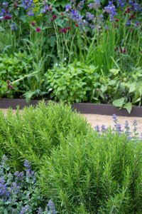 Rosmarinus officinalis C2 - afbeelding 11