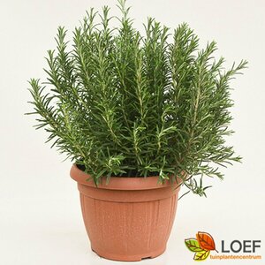 Rosmarinus officinalis C2 - afbeelding 4