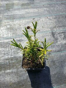 Rosmarinus officinalis C2 - afbeelding 7