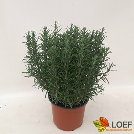 Rosmarinus officinalis C2 - afbeelding 12