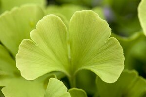 Ginkgo biloba 'Mariken' ST. 120 C.