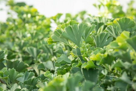 Ginkgo biloba 'Mariken' ST. 120 C. - afbeelding 2
