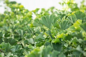 Ginkgo biloba 'Mariken' ST. 120 C. - afbeelding 2