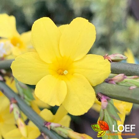 Jasminum nudiflorum