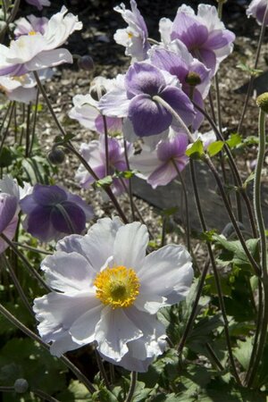 Anemone hybrida 'Dreaming Swan' P9 - afbeelding 2