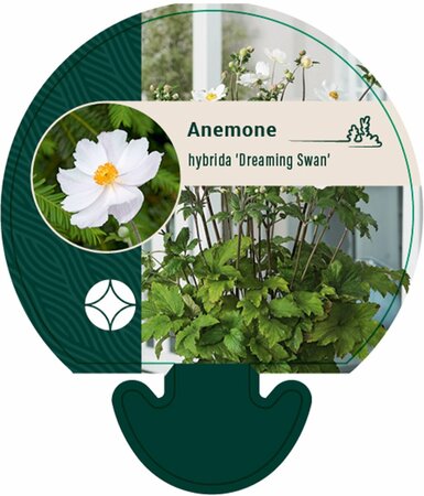 Anemone hybrida 'Dreaming Swan' P9 - afbeelding 1