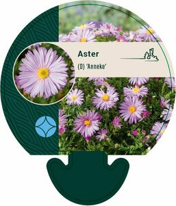 Aster (D) 'Anneke' P9