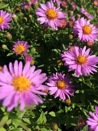 Aster (D) 'Anneke' P9 - afbeelding 3