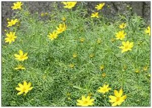 Helianthus salicifolius P9 - afbeelding 3