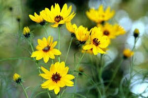 Helianthus salicifolius P9 - afbeelding 6