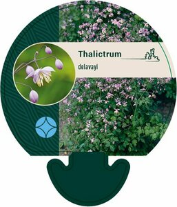 Thalictrum delavayi P9