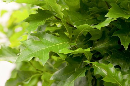 Quercus palustris 'Green Dwarf'