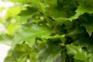 Quercus palustris 'Green Dwarf' ST. 225 18-20 C. 