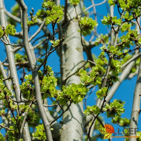 Tilia europaea 'Pallida' ST. 225 18-20 C. Lei - afbeelding 2