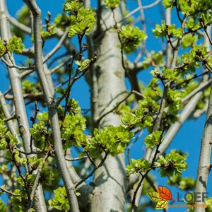 Tilia europaea 'Pallida' ST. 225 18-20 C. Lei - afbeelding 2
