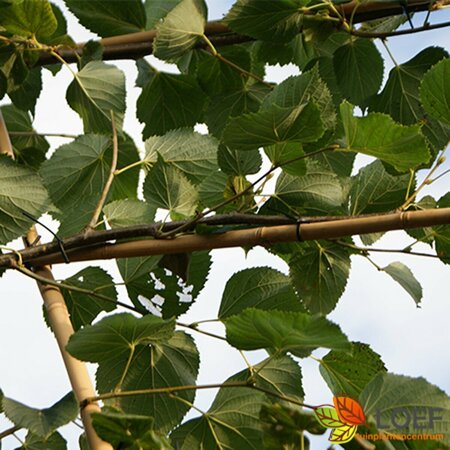 Tilia europaea 'Pallida' ST. 225 18-20 C. Lei - afbeelding 1